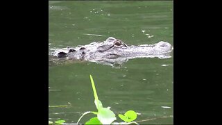 alligator