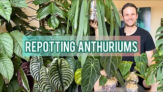 Repotting Anthuriums in aroid mix