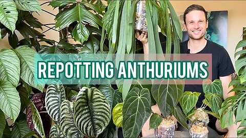 Repotting Anthuriums in aroid mix