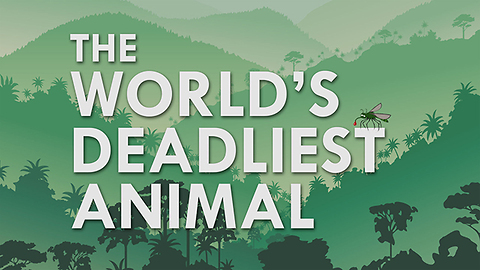 What’s the Deadliest Animal in the World?