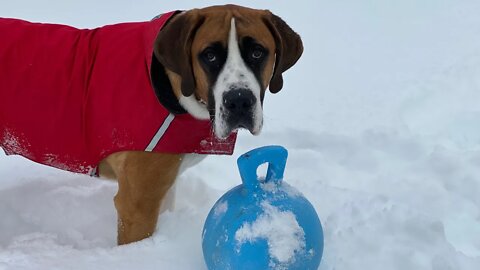 Clydes jolly ball- Great Danes routine