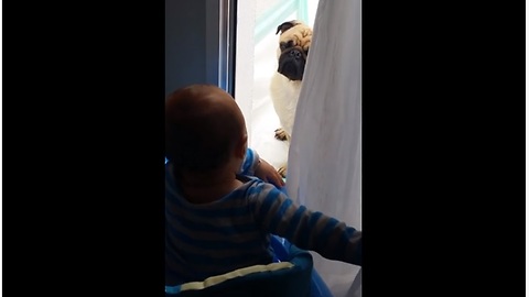 Giggling baby plays peekaboo with pug