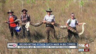 Huge python caught in Big Cypress using radio tracking