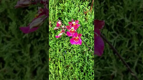 NoID Tolumnia Orchid in 🥰CUTE🥰 Bloom #ninjaorchids #shorts #miniature #orchids