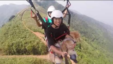 Cão faz parapente pela primeira vez!