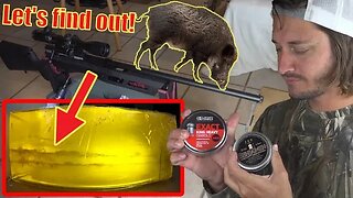 Can a pellet gun kill a hog? Let's Find out!