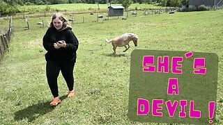 Update On Our Appaloosa Miniature Horse