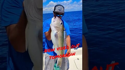 new video dropping tomorrow skiff update and tile 🐟 🎣