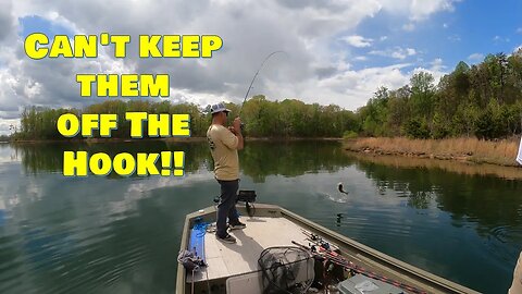 Finesse Techniques for Catching Bass #fishing