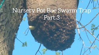 NURSERY POT SWARM TRAP TEST PART 3