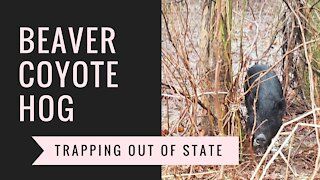 Beaver, Coyote and Hog Trapping