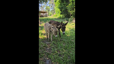 Farm Life. Donkey have broken the fence to get to the swamp