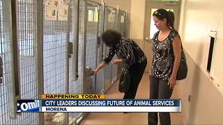 San Diego leaders to discuss future of animal services
