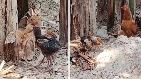 Baby cocks fight and makes fun