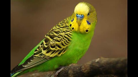 Parakeet (Budgie) POV