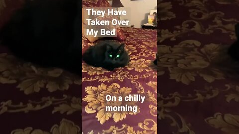 3 Black Cats Invade My Space