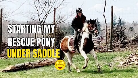 Starting My Auction Rescue Pony Under Saddle UPDATE