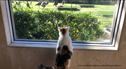 Happy Bird Watching Cat Gets Turkey Surprise