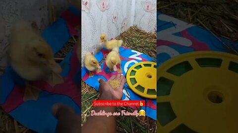 10 Things you Don't know About Ducklings 🤗🪿| #shorts #short #farming #subscribe #like #shortsfeed