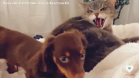 Dogs and cats funny videos reaction #3