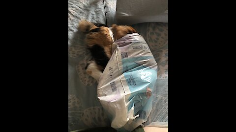 Funny kitten slow motion jump into the bag