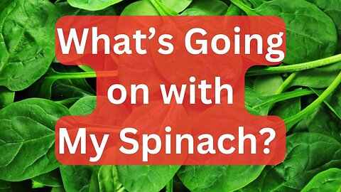 Growing Spinach in a raised bed and failing!