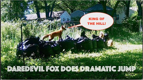 Daredevil Fox Does Dramatic Jump