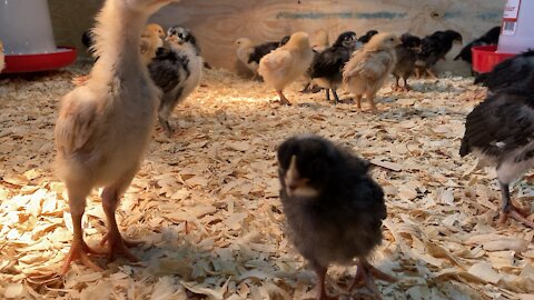 Two week old chicks #3