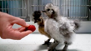Bizarre & beautiful chicks visit veterinarian for a checkup