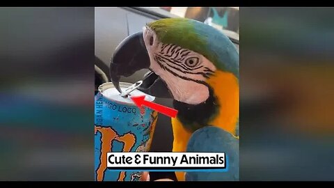 Cute & Funny Animals