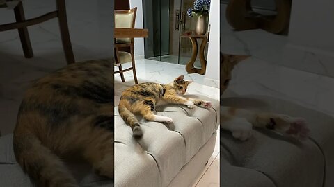 Gatinhos se recuperando da castração #shorts