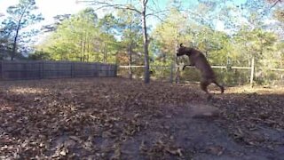 Ce chien n'arrive même pas à attraper une balle!