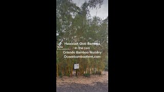 Hawaiian Gold Bamboo Blowing in the wind and rain Ocoee Bamboo Farm 407-777-4807