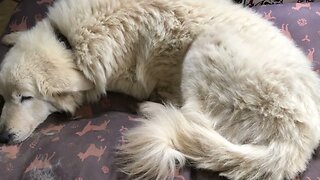 Livestock guardian enjoying some indoor time ❤️#maremma #livestockguardiandog