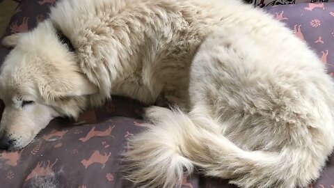 Livestock guardian enjoying some indoor time ❤️#maremma #livestockguardiandog