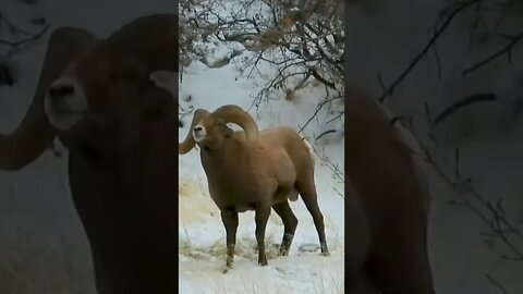 Battle Of The Bighorns! #bighornsheep #wyoming