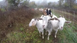 Late fall goat pasture rotation | Breeding does are out of food