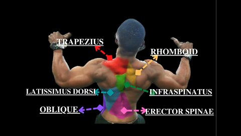 Dumbbell Back Workout