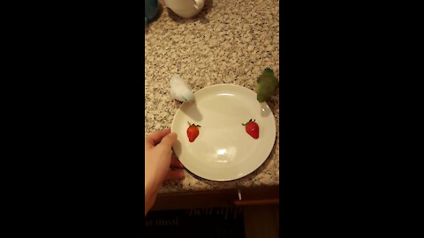 Parrotlets love their strawberries, chow down on tasty treat