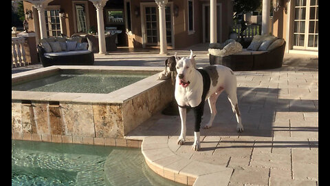 Funny Deaf Great Dane Complains He Can't Go Swimming With His Jacket On