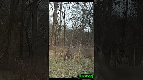 Blending your blinds #deer #deerhunting #hunting #shorts