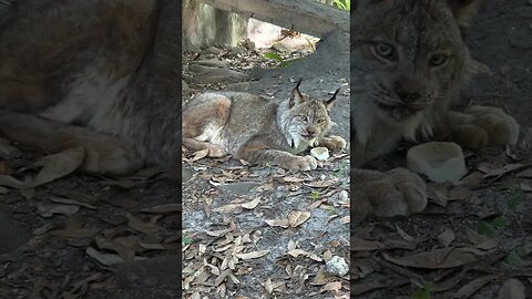 359 YUMMY Sicle Time for Gilligan, a rescued Canada Lynx #shorts