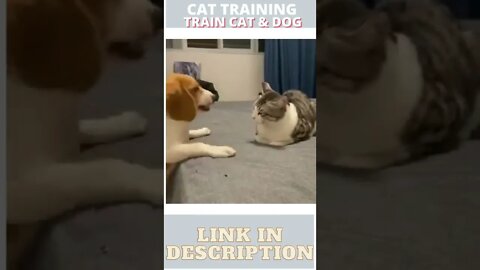 Cute Cat And Funny Dog Are Playing - ShortToon - #shorts