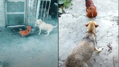 Watch the Chicken and dog square up against each other to fight!