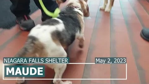 "Maude" 10yr old beagle missing part of ear | Niagara SPCA Adoption Focus