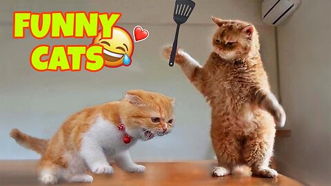 ♥️😂 Funniest Animals 😂♥️ Funniest Cats and Dogs 😻🐶, Try Not To Laugh 😂😂😂.