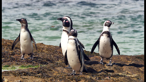 African Penguins on the endanger lists