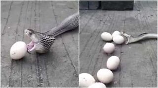 Serpente rigurgita nove uova