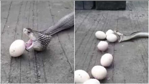 Serpente rigurgita nove uova