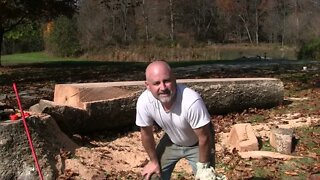 SLABBING A MONSTER SYCAMORE!